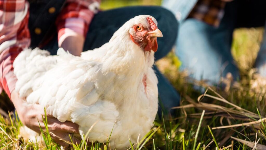 person holding chicken