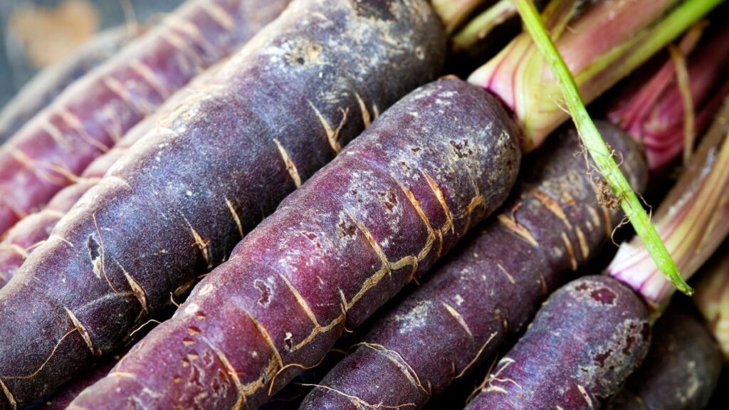 purple carrots