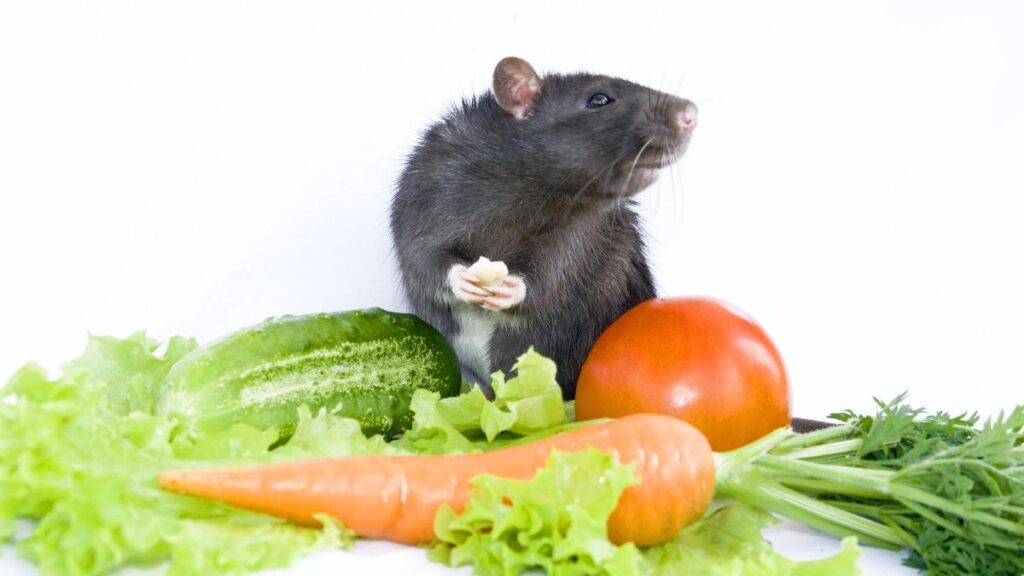 rat in salad