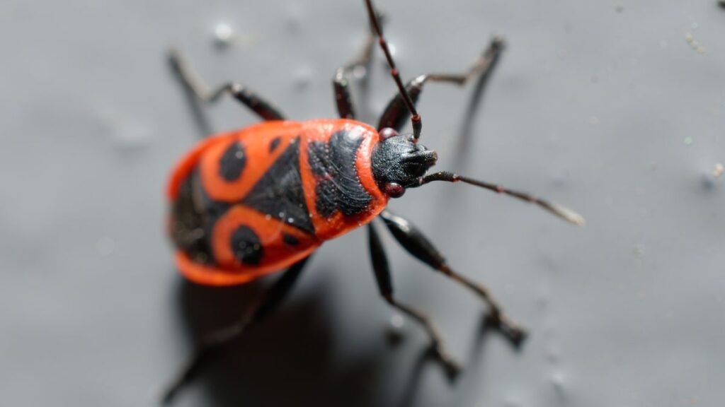 red and black beetle