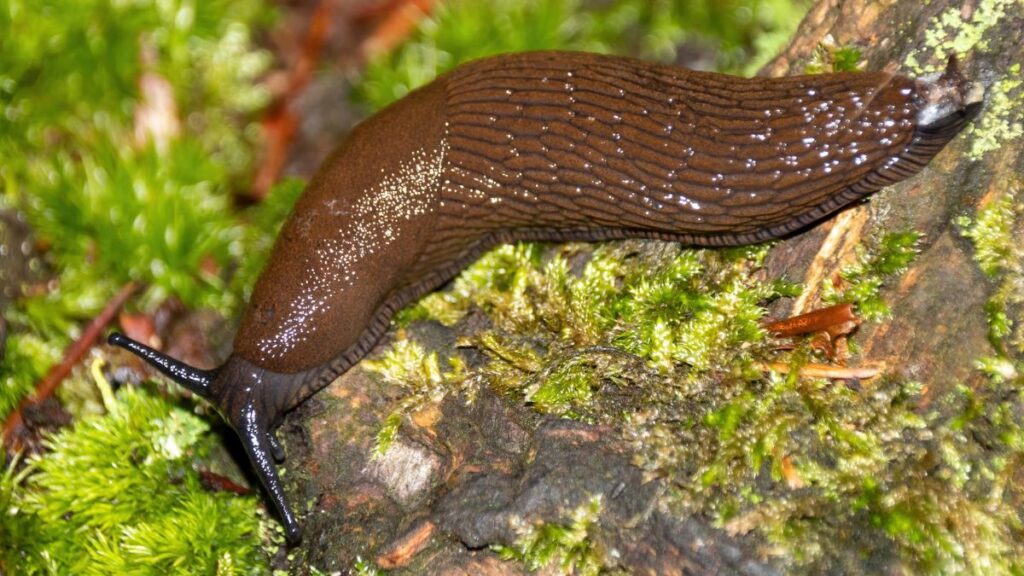 slug