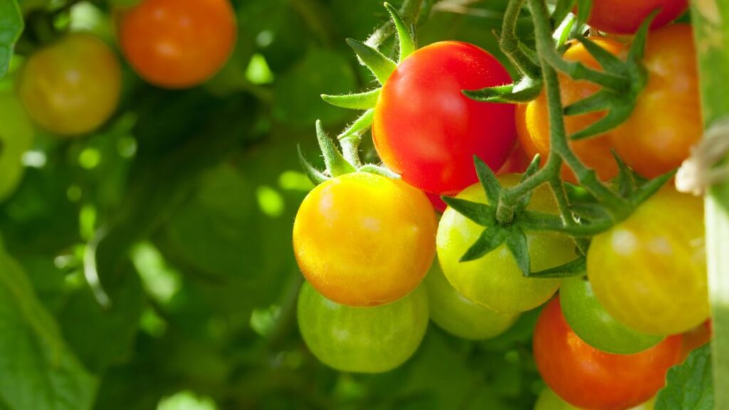 tomato plant