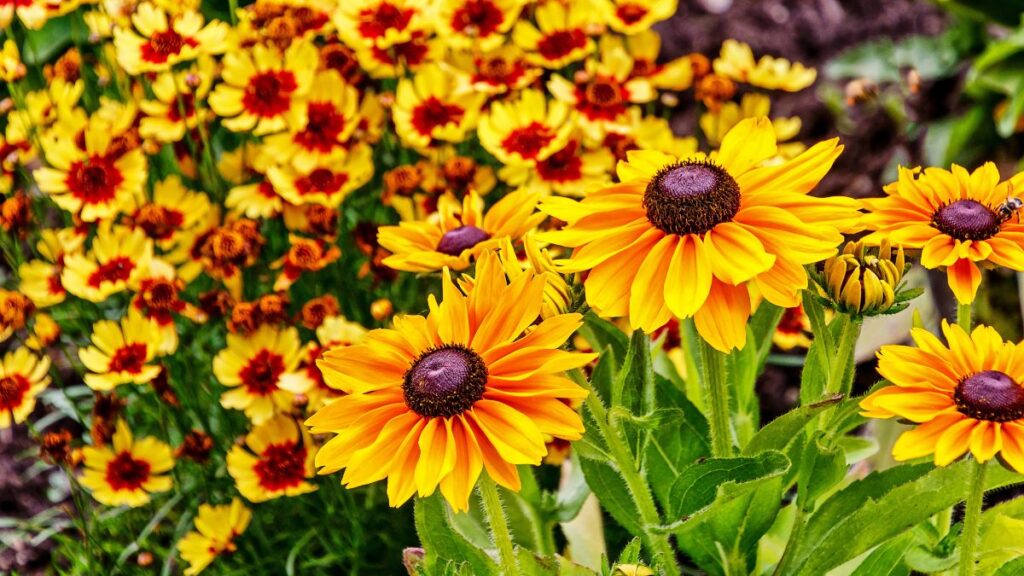 Black-eyed Susan