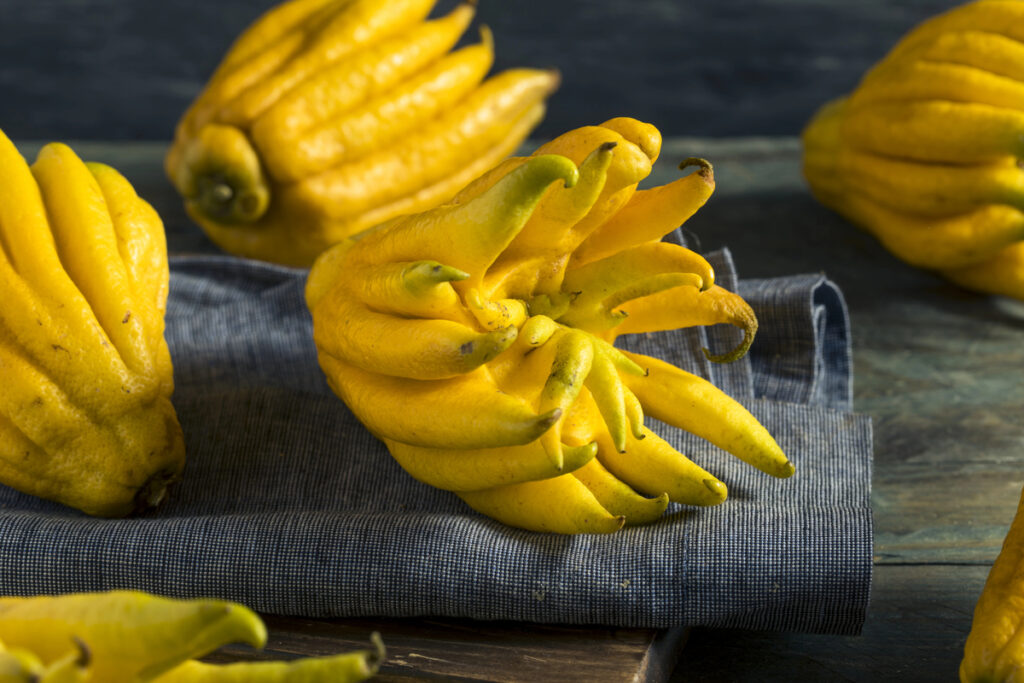 Yellow Organic Buddhas Hand Citrus Fruit with Fingers