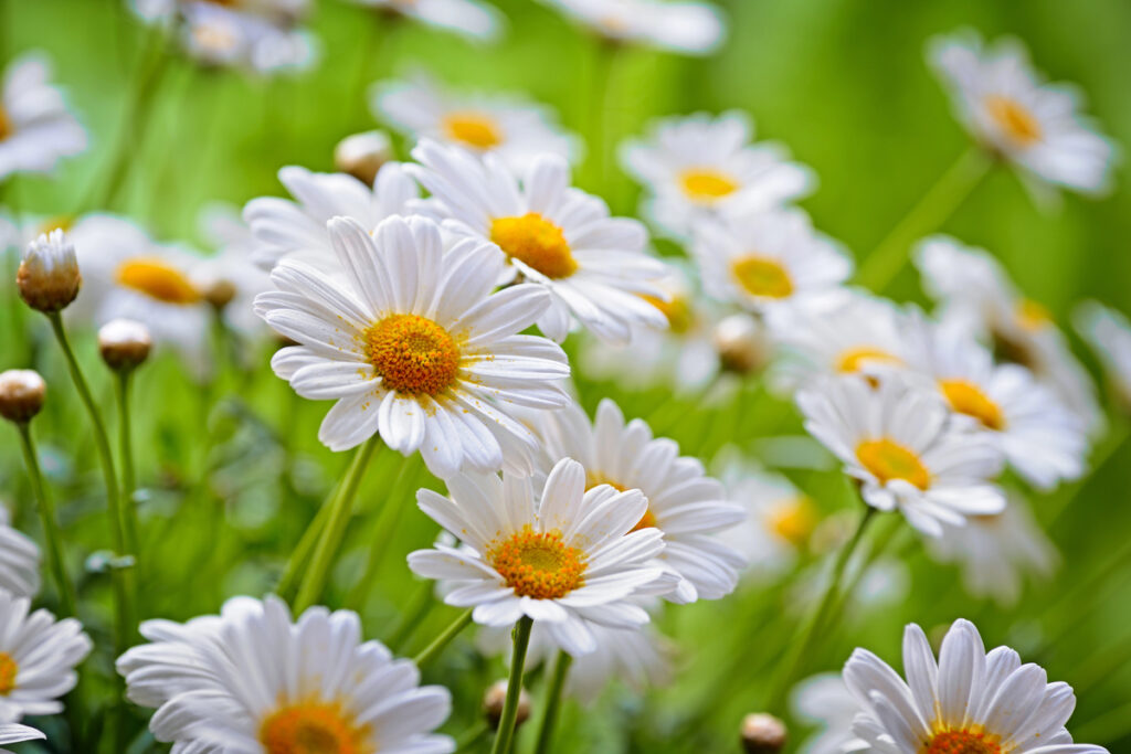 Chamomile Flower