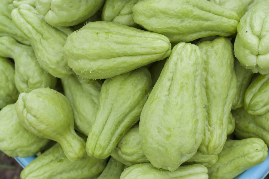 Pile of green chayote squash freshly picked from the trees