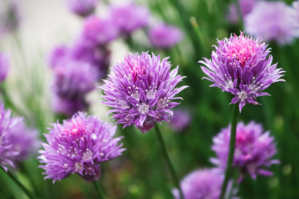 Closeup of fresh pink garden chive blossoms