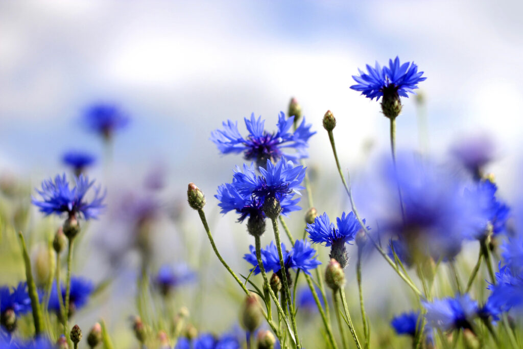 Cornflowers