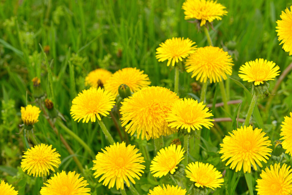 Dandelions