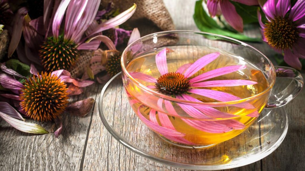 Echinacea Tea