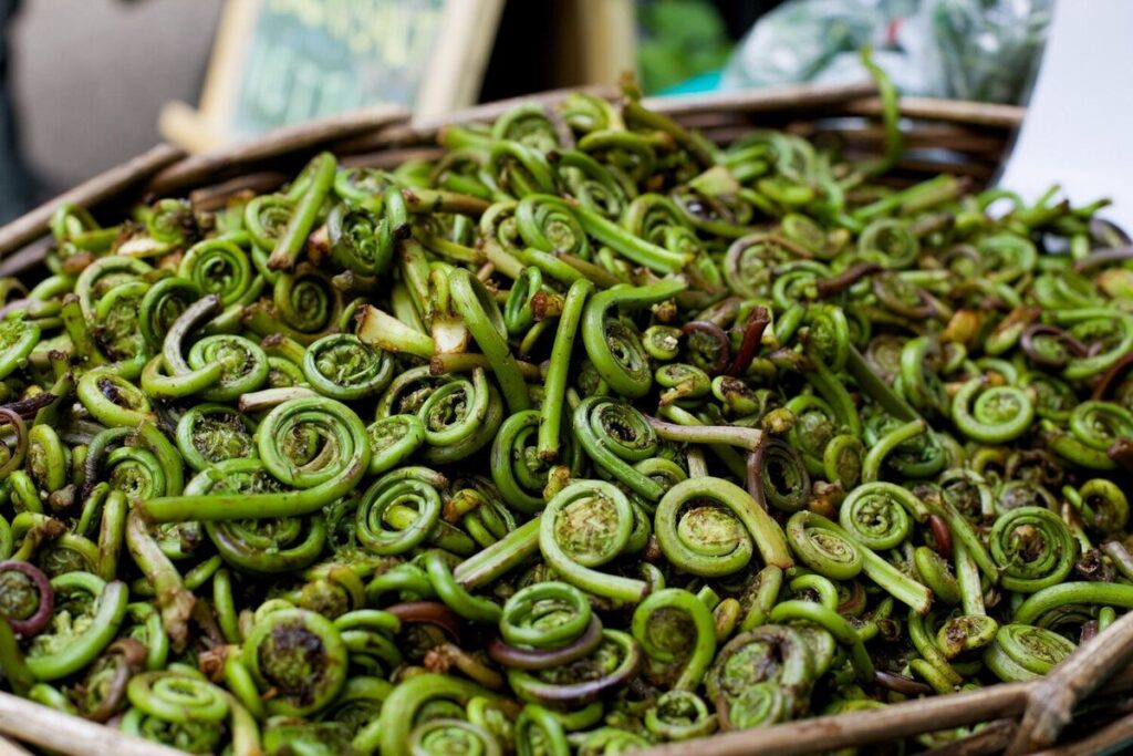 Fiddlehead Ferns