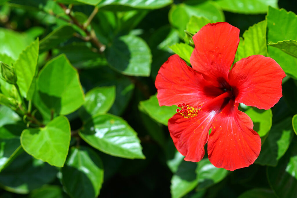 Detail of a beautiful red hibiscus in a garden of Agios Nikolaos, Crete, Greece