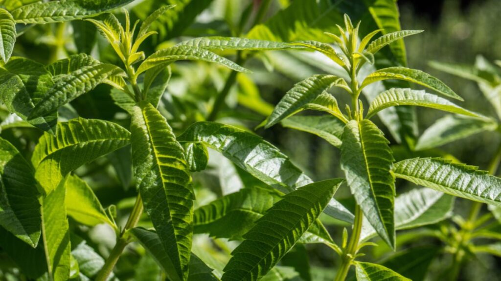 Lemon Verbena