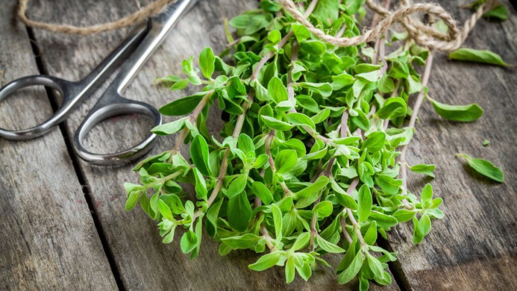 Marjoram