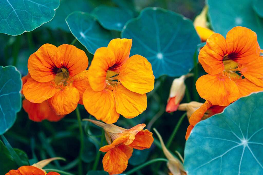 Common nasturtium plant with flowers growing in the garden