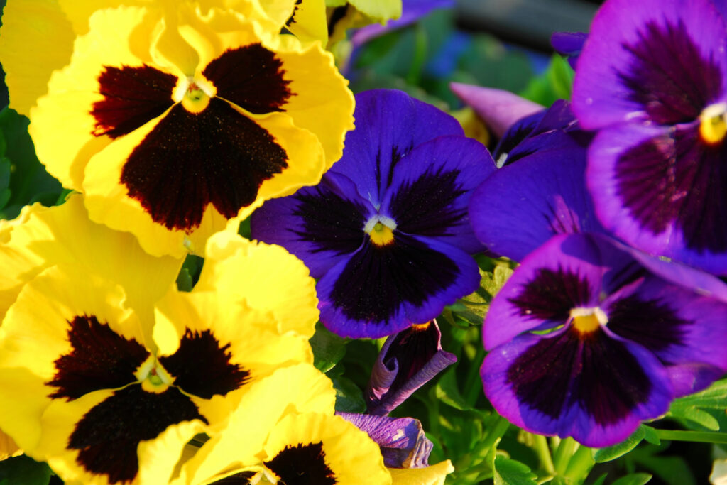 Pansies