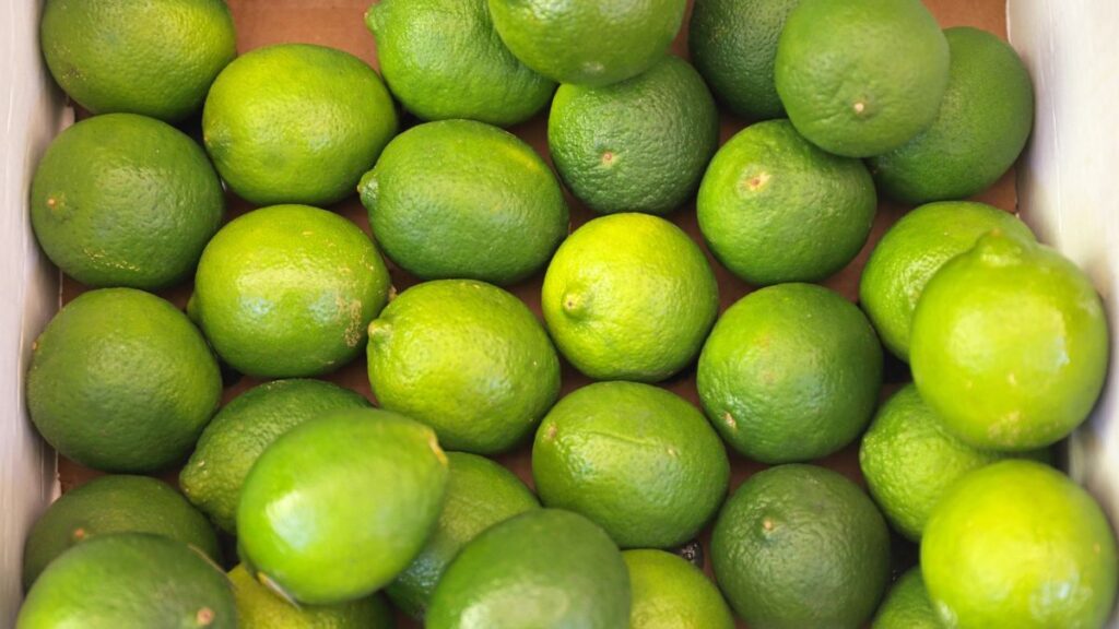 Persian Lime