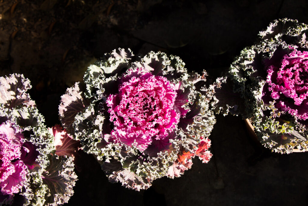 Beautiful Pink lettuce flower in view