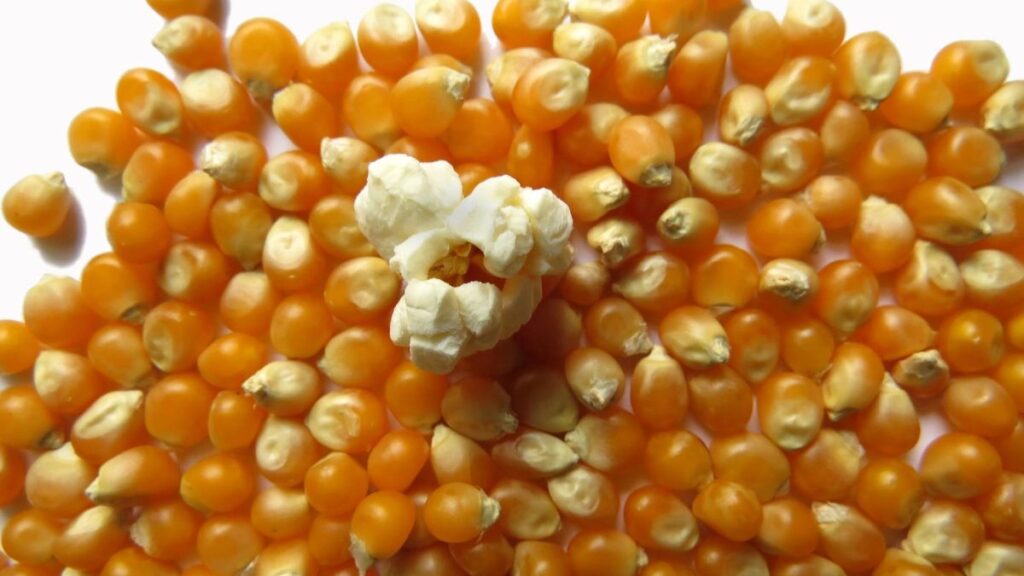 Popcorn Kernels