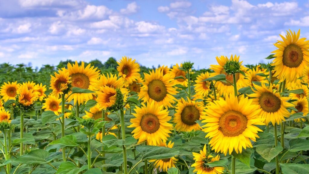 Sunflowers