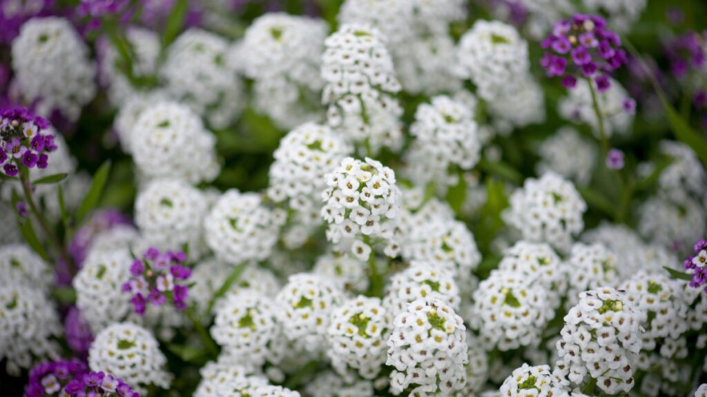 Sweet Alyssum