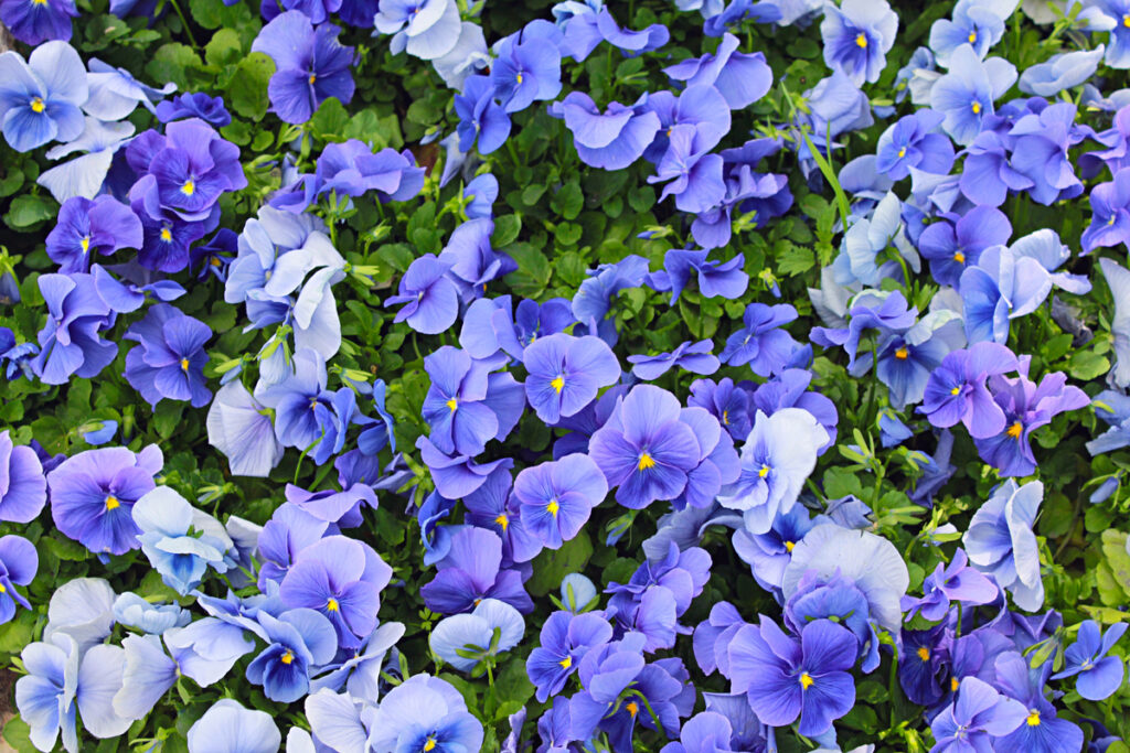 Blue violets in the garden