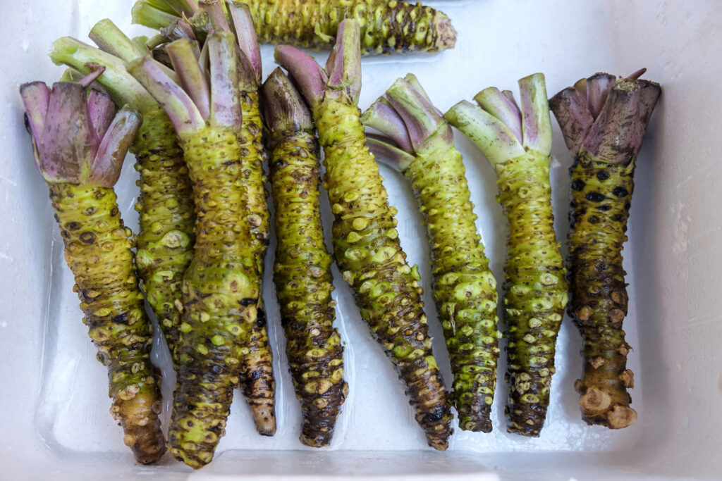 Root Of Raw Japanese Wasabi In Foam Box