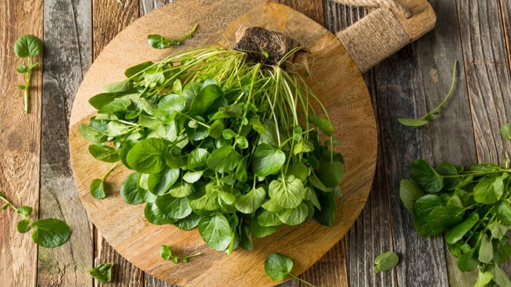 Watercress