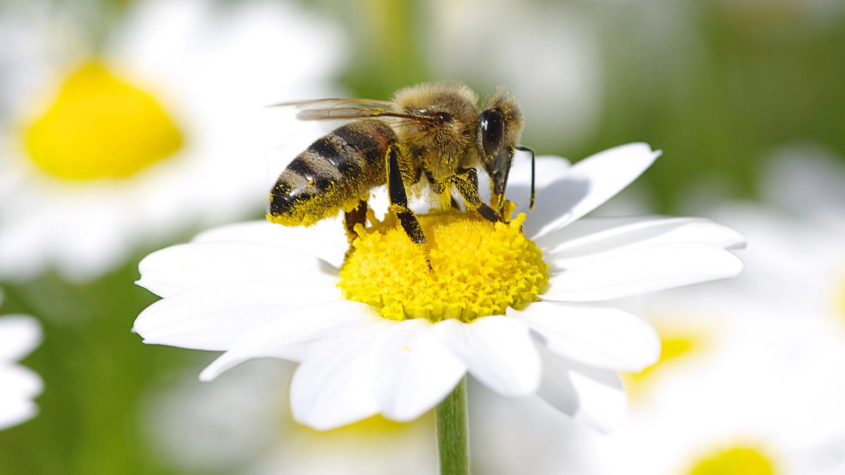 bee on flower