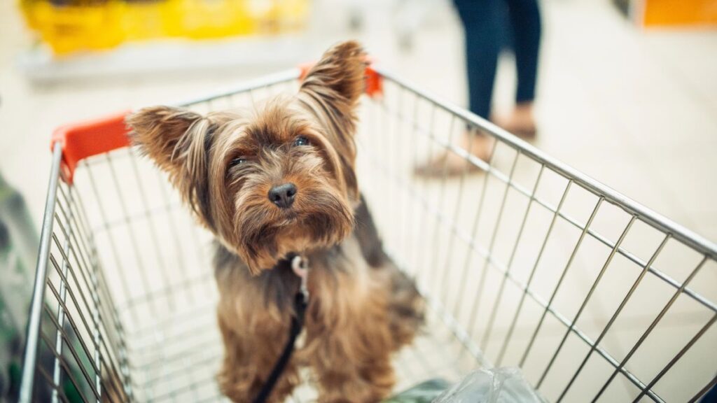 dog in shopping cart