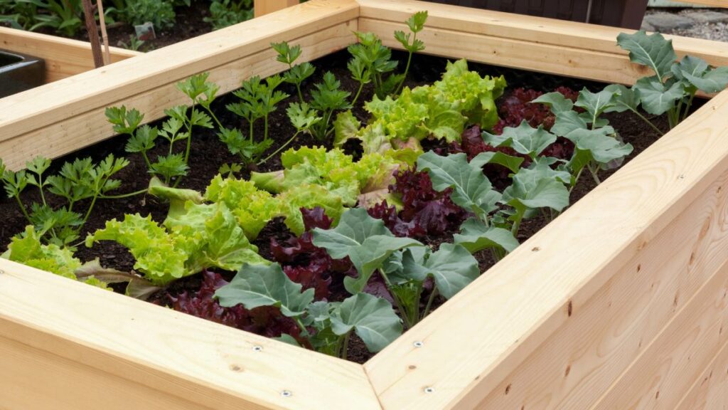 garden box with Turnip greens