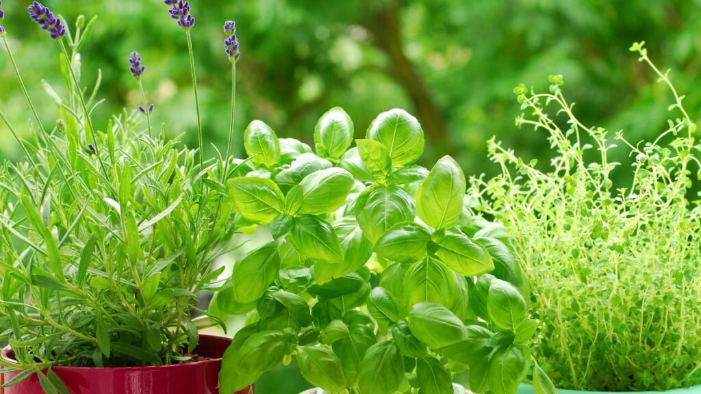 herbs in garden pots