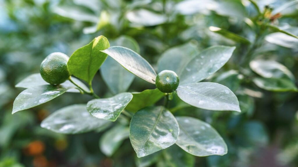 key lime plant