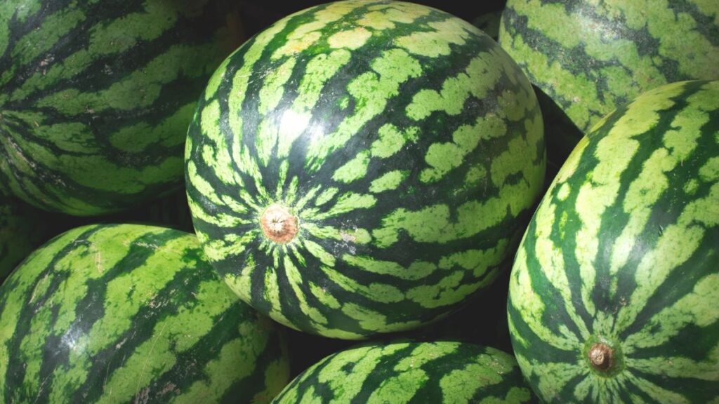 watermelons