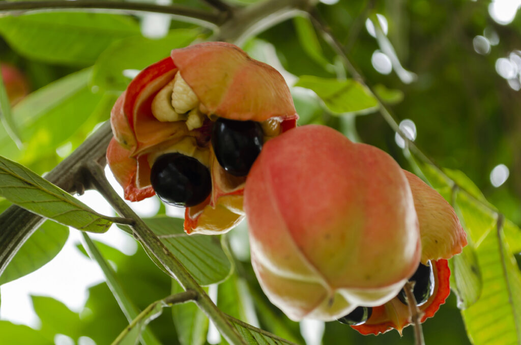 Ackee Fruit