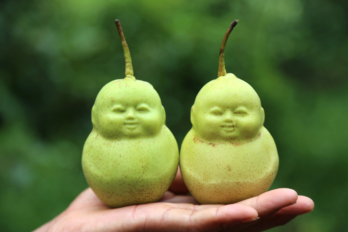 Buddha Shaped Pears