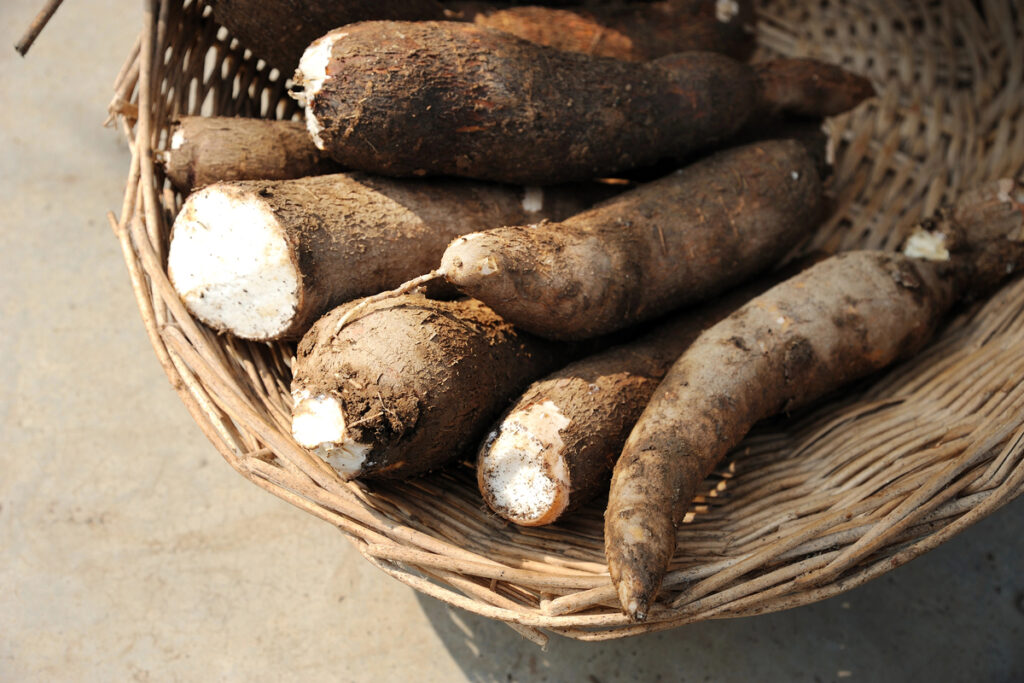 Cassava