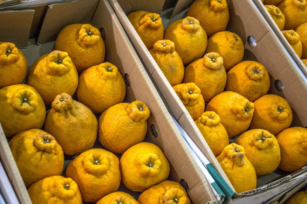 The dekopon (Reticulata dekopon) is a hybrid fruit of the Ponkan tangerine crossing with Kiyomi targor. It belongs to the rutaceous family and can be called dekopon, mandarin dekopon and tangor dekopan, in Sao Paulo