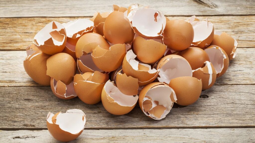 Eggshells