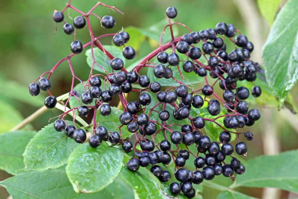 Elderberries