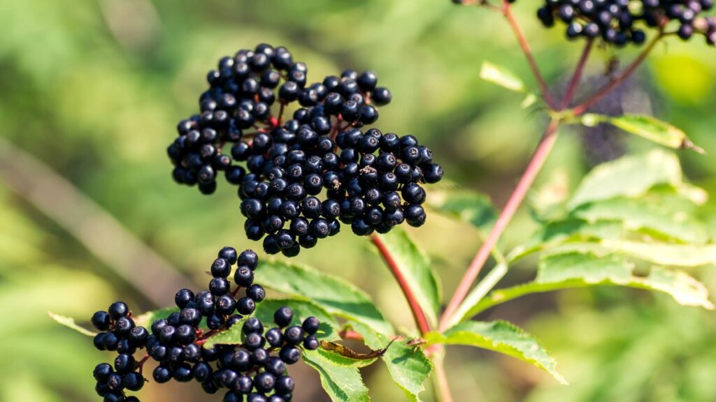 Elderberry