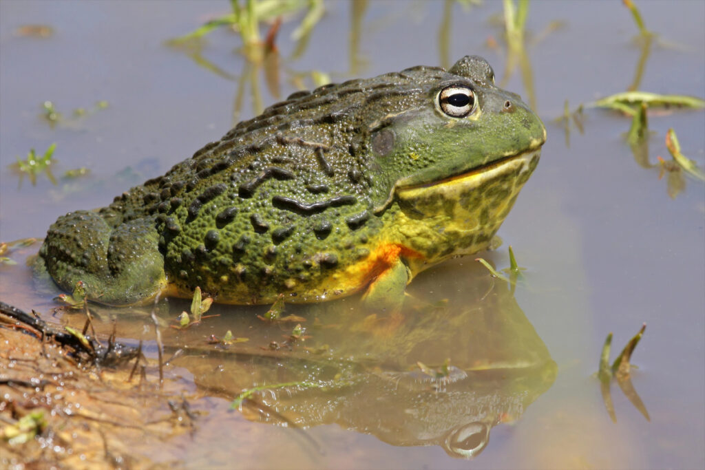 Giant Bullfrog