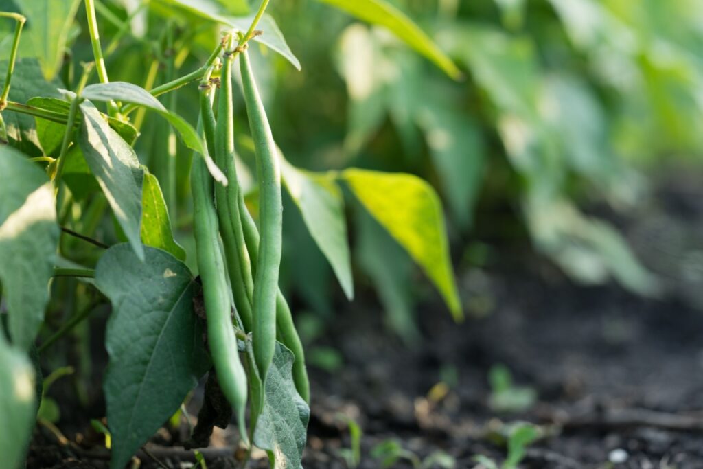 Healthy green beans hanging on a bean plant