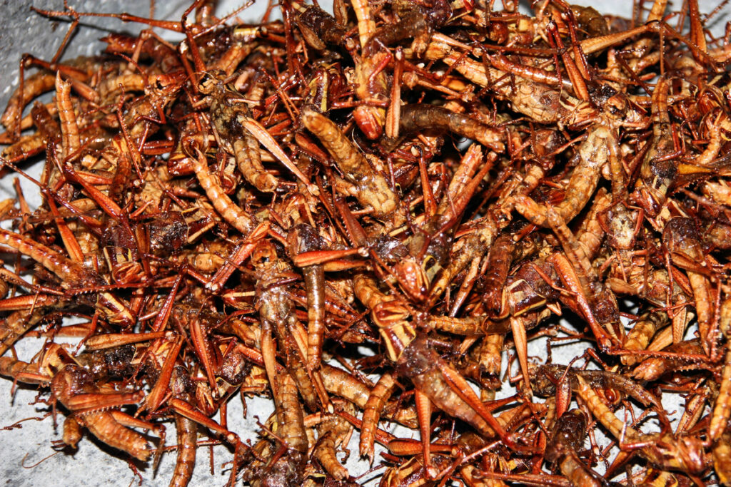 Fried crickets