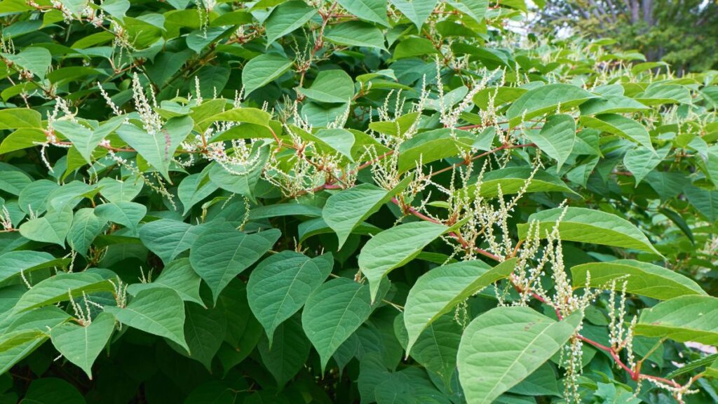 Japanese Knotweed