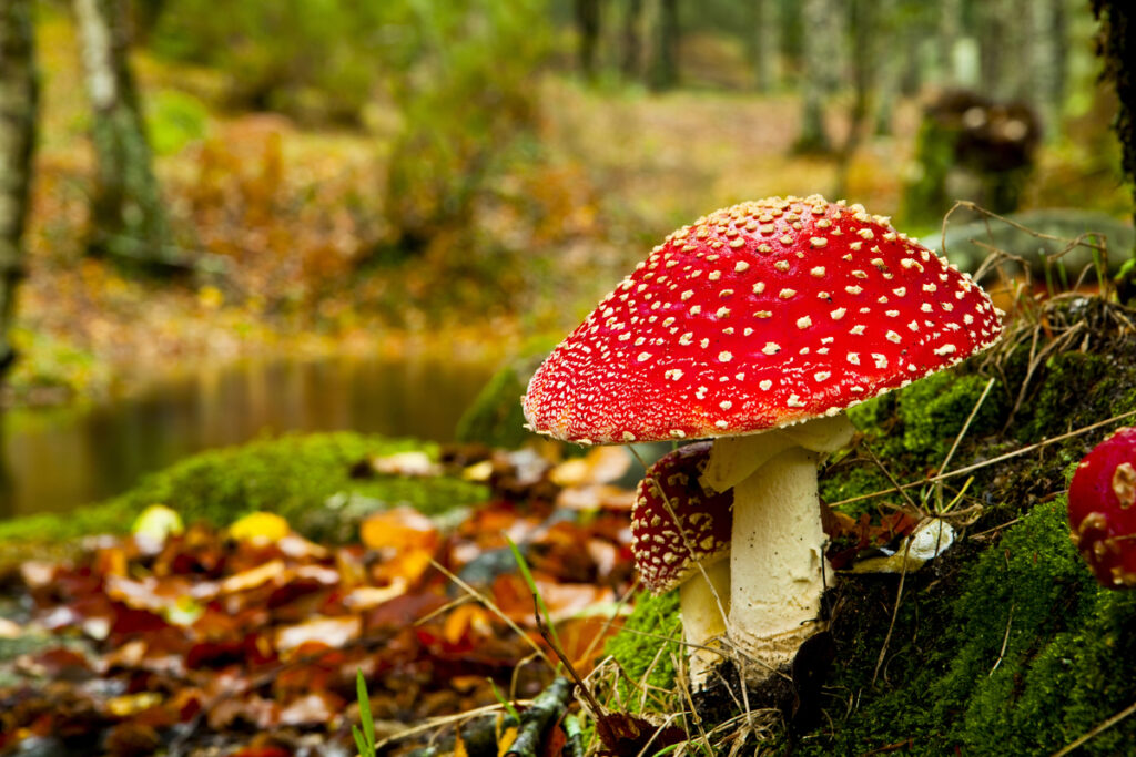 Poisonous Mushrooms