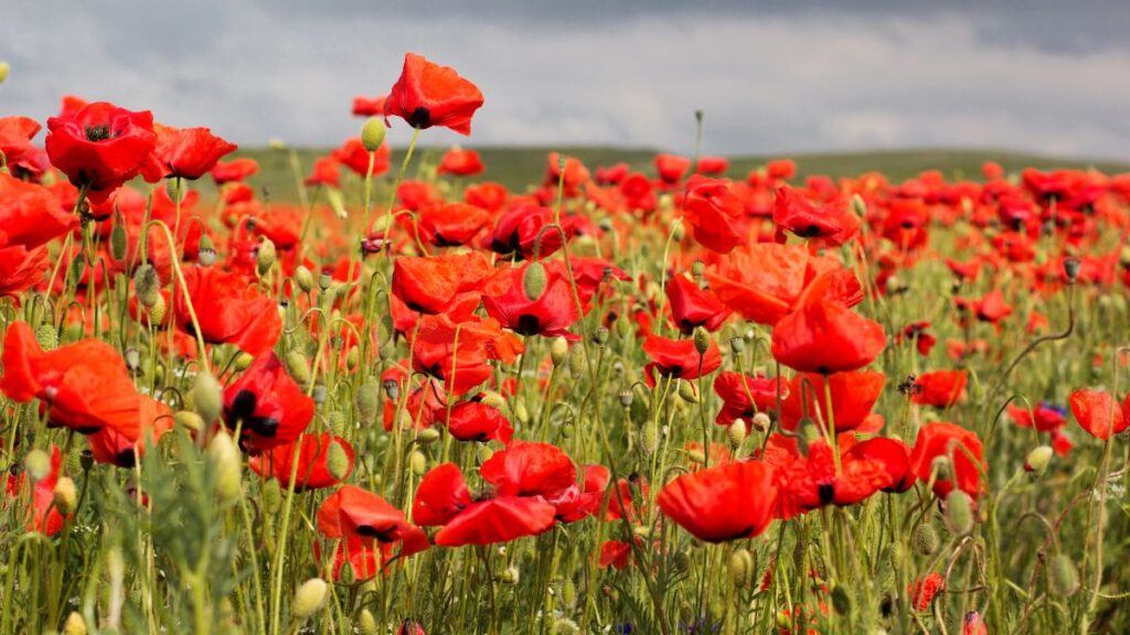 Poppy Plants