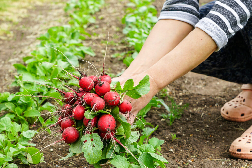 red radishes bunch in womans hands, just pulled out of a garden bed