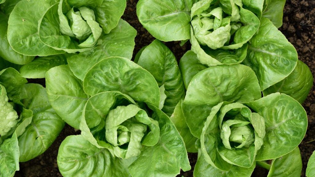 Romaine Lettuce