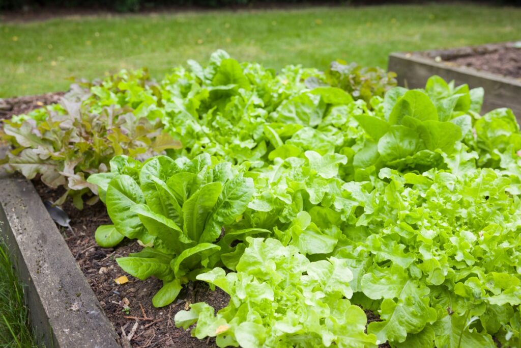 Rows of lettuce plants growing in a raised bed 